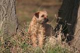 BORDER TERRIER 104
